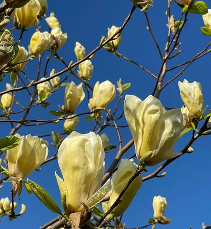 Магнолія Yellow Lantern 2 річна, Магнолия гибридная Еллоу Лантерн, Magnolia Yellow Lantern, фото 1
