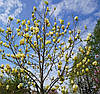 Магнолія Yellow Lantern 2 річна, Магнолия гибридная Еллоу Лантерн, Magnolia Yellow Lantern, фото 7