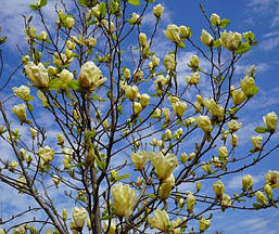 Магнолія Yellow Lantern 2 річна, Магнолия гибридная Еллоу Лантерн, Magnolia Yellow Lantern, фото 6