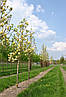 Магнолія Yellow Lantern 2 річна, Магнолия гибридная Еллоу Лантерн, Magnolia Yellow Lantern, фото 11