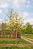 Магнолія Yellow Lantern 2 річна, Магнолия гибридная Еллоу Лантерн, Magnolia Yellow Lantern, фото 10