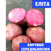 Насіннєва картопля Середньопізня посадкова картопля Насіннєва картопелька сорту ХОРТИЦЯ Еліта