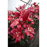 Лілія Borello 12/14, фото 4