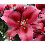 Лілія Borello 12/14, фото 5