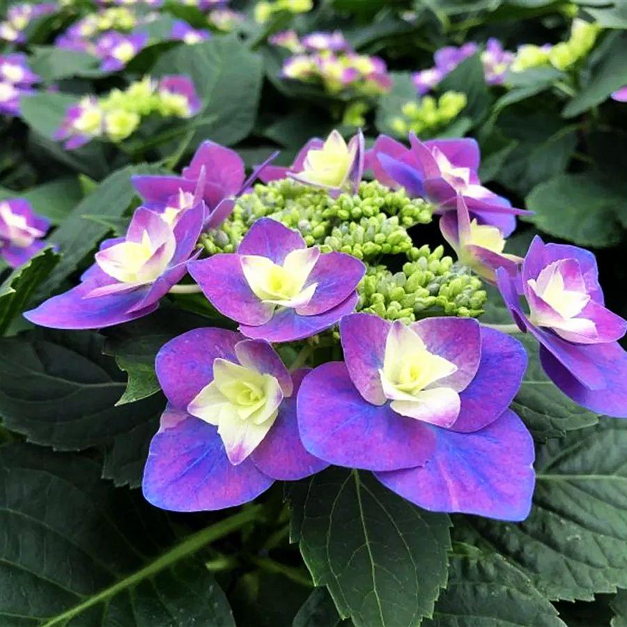 Гортензія великолиста Flame Purple (Флейм Пурпле) махрово-мереживна гор1л