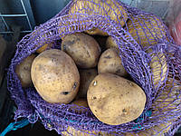Картофель семенной 1-я репродукция Ривьера Голландия