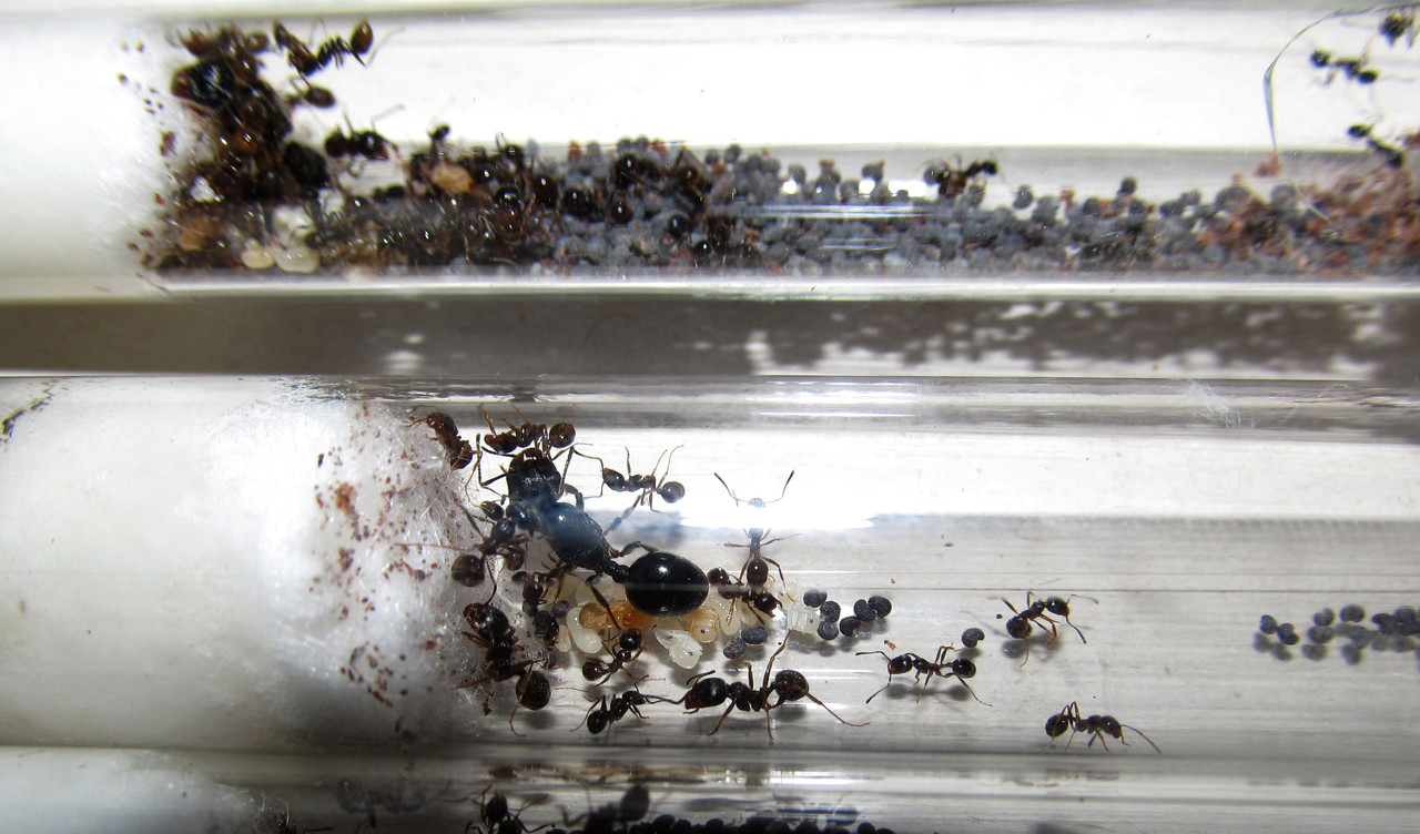 Муравьиная ферма (формикарий) вертикальная АнтСити (цвет синий) + муравьи-жнецы. Полный комплект - фото 8 - id-p2122061994