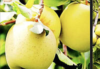 Саджанці яблуні «Голден Делішес»(зимовий сорт)
