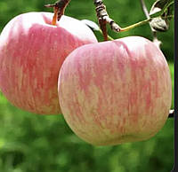 Саджанці яблуні «Фіджі»(зимовий сорт )