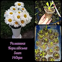 🌺 Ромашка королівська крупноцвіткова 🌺