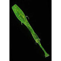 Мягкая приманка MicroKiller Ленточник 56мм Зеленый Флюо (4722)