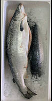 Охлажденый лосось 5-6 кг
