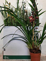 Орхидея (Цимбидиум) в асортименті