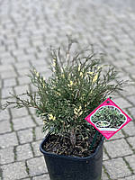 JUNIPERUS CHINENSIS 'EXPANSA VARIEGATA', Можжевельник КИТАЙСКИЙ 'ЭКСПАНСА ВАРИЕГАТА'