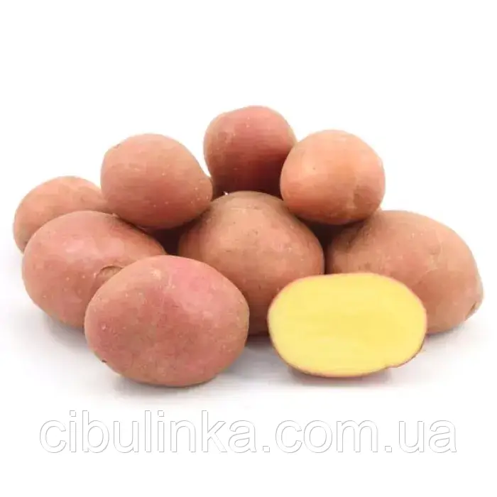 Насіннєва картопля Есмі (1 репродукція) 2.5 кг