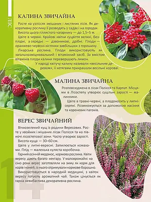 Книга "Енциклопедія для допитливих. Перлини природи України" | Талант, фото 5