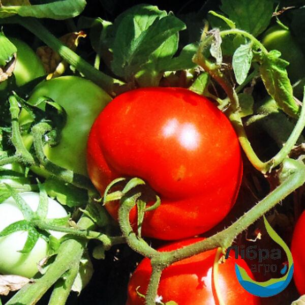 Томат Світ Муссон F1(ранній) 1000 нас.