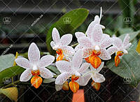 Орхидея Мини Марк, подросток , ароматная