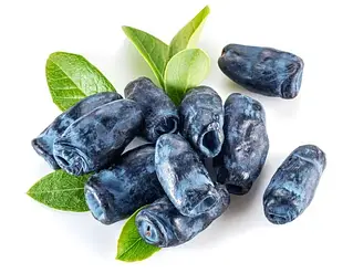 ЖИМОЛОСТЬ ЇСТІВНА