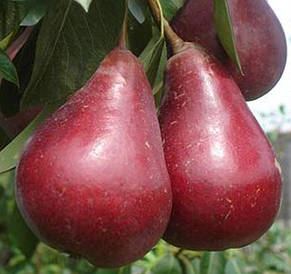 Літні сорти груш