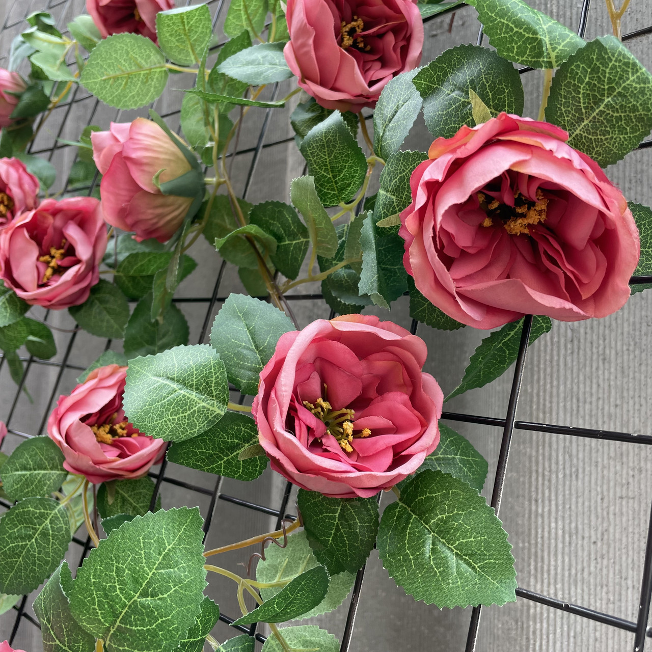 Ліана плетуюча троянда остин Люкс 280 см, фото 1