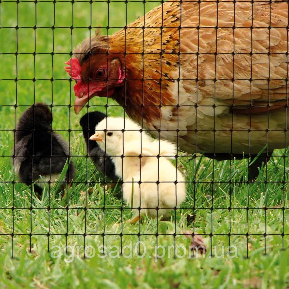 Черная сетка вольерная 30х35мм 1х50м куриная птичка под газон, ограждение для птиц садовое пластиковое - фото 4 - id-p1834838491