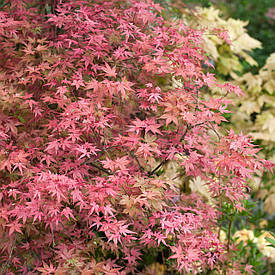 Клен пальмолистний Beni Maiko 2 річний, Клен пальмолистный Бени Маико, Acer palmatum Beni Maiko