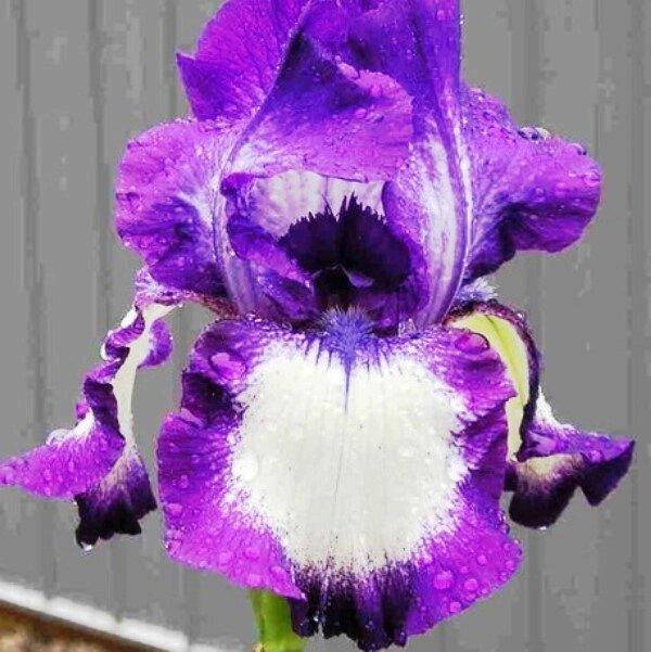 

Ирис бородатый Going My Way (корневища)