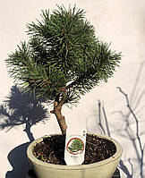 Бонсай Японская сосна Rovinsky Garden Bonsai Pinus thunbergii 25-35 см 0,6 л