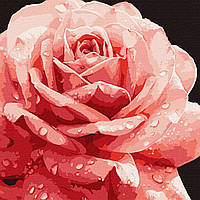 Картина по номерам Совершенная роза 40х40см, в термопакете, Идейка, кно3236