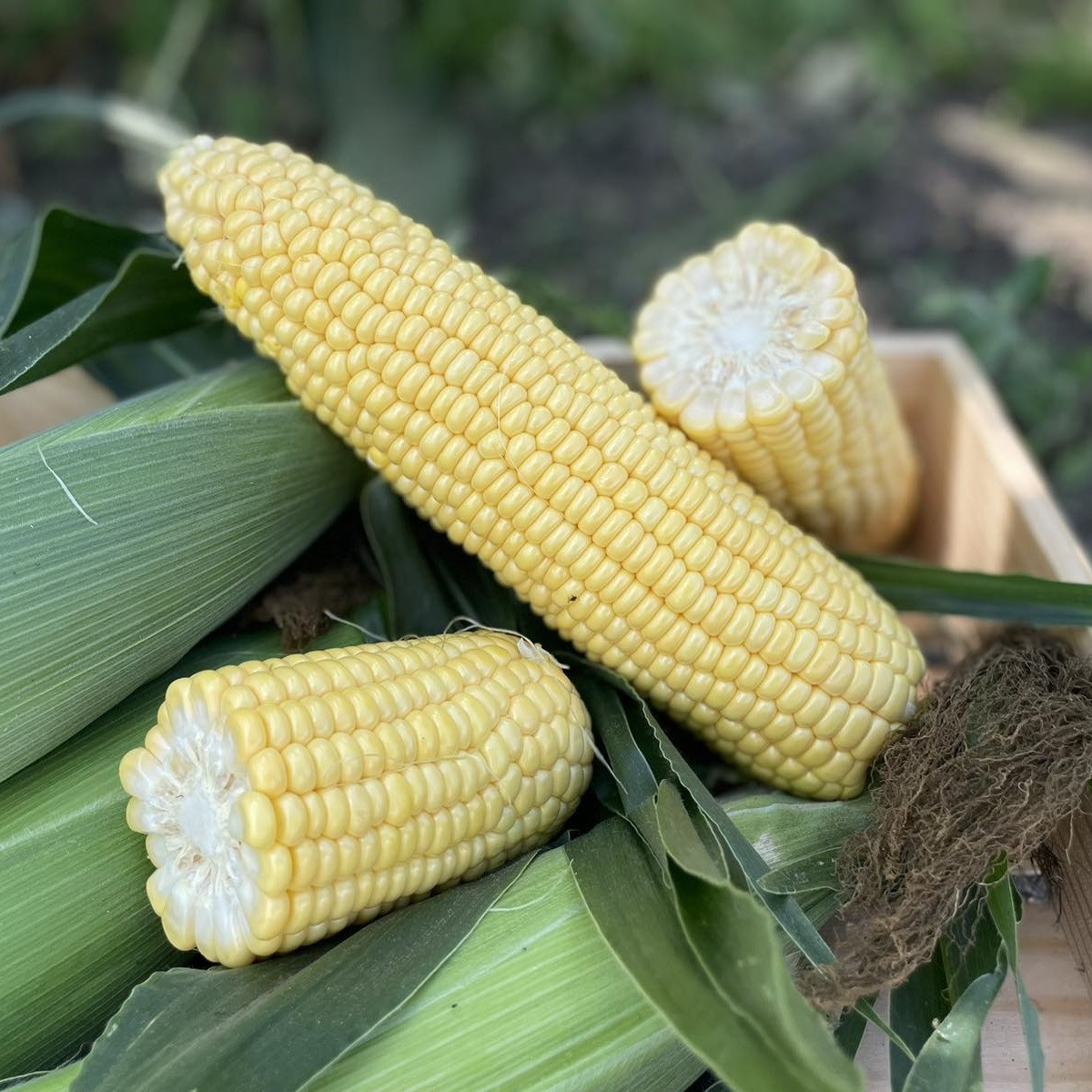 Рапід F1 (2500 нас.) насіння кукурудзи солодкої Spark Seeds