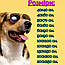 Багаторазова пелюшка для собак 40х40 см непромокаємий Шанель, фото 5