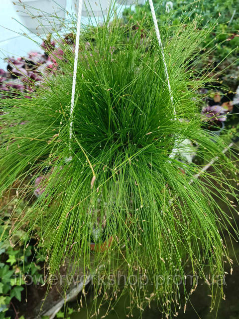 Үйдегі порнография