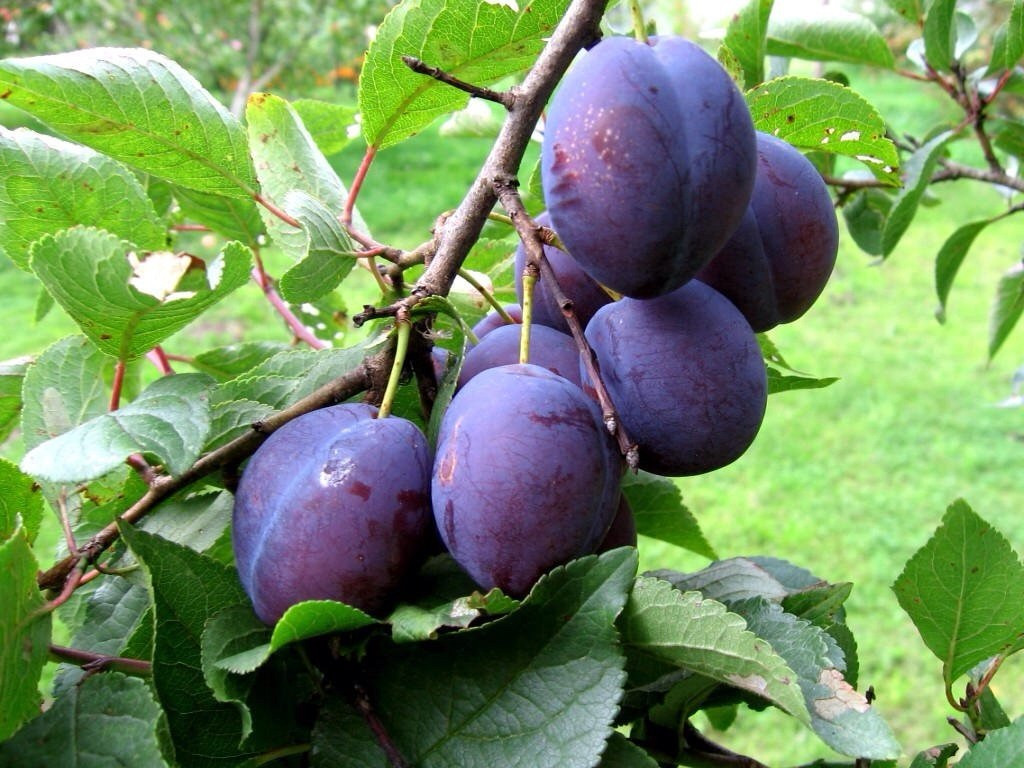 Саджанці Сливи Богатир (однорічний)