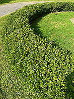 Самшит вечнозеленый (Buxus sempervirens) 10-15см