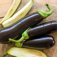 Баклажан КАЗИМИР F1 \ KAZIMIR F1 (1000 насінин),