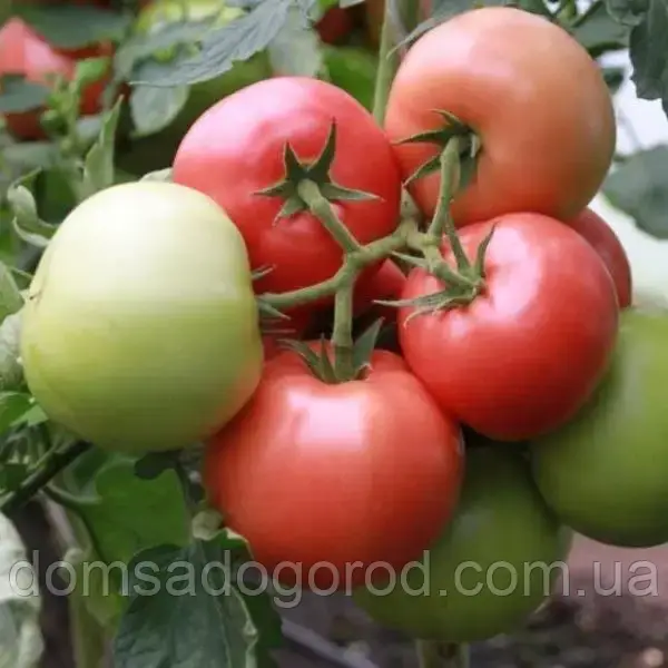 Томат Мей Шуай F1 | Mei Shuai F1 Seminis 500 н