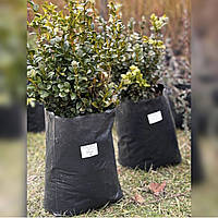 Самшит вечнозеленый (Buxus sempervirens) 25,1 – 35 см