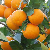 Саженцы апельсина Валенсия - ранний, ароматный, сладкий