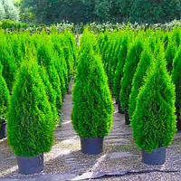 Саджанці Туї західної Смарагд 4-х річна (Thuja occidentalis Smaragd)