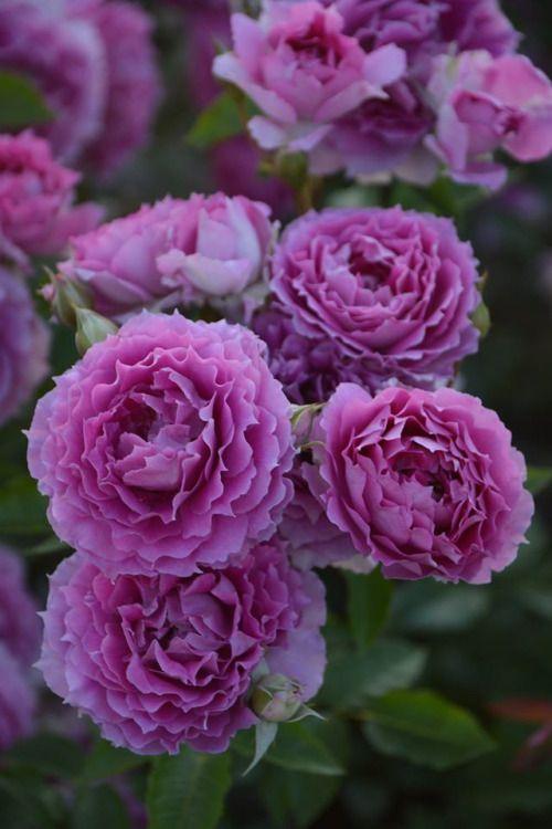 Роза Шахерезада(Sheherazade), фото 1