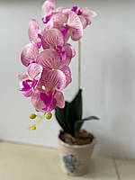 Латексна орхідея