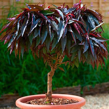 Пepcик колоноподібний червонолистний Хоней Ред (середньостиглий)