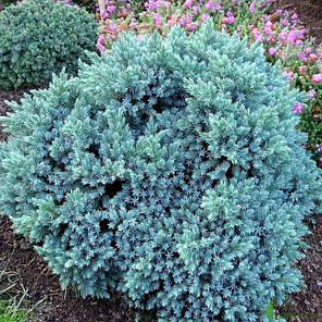 Ялівець лускатий Блю стар (Blue Star) саджанець в горщику 3 л, фото 3