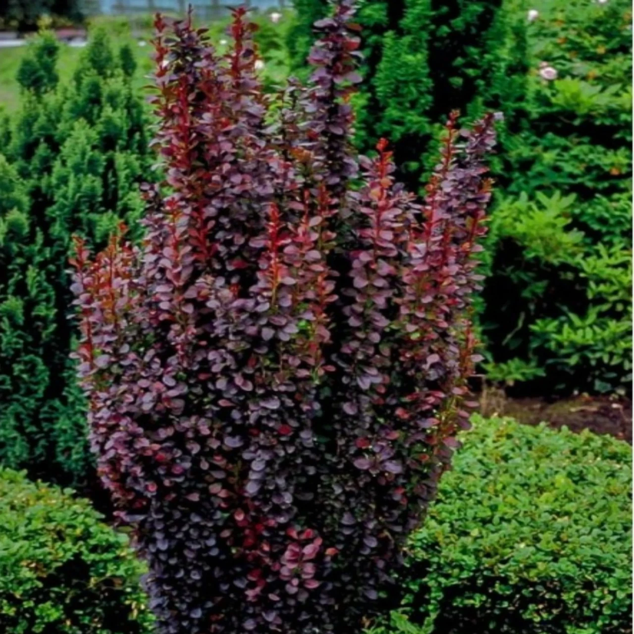 Барбарис тунберга Ред Піллар (Red Pillar), ЗКС у горщиках 1.5 л