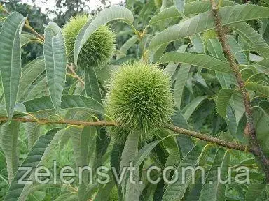 Каштан їстивний Castanea sativa з відкритою кореневою системою