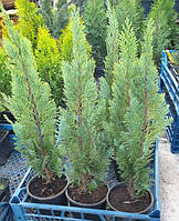 Кипарисовик Лавсона Вайт Спот, Chamaecyparis lawsoniana White Spot