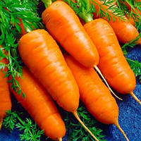 Морковь Столовая Шантане Роял, 2г - семена SeedEra / плоды 90-200г