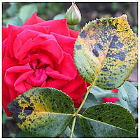 Чорна плямистість паразитує на листі