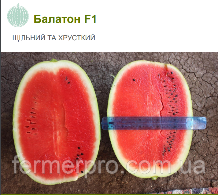 Насіння кавуна Балатон F1, 1000 насінин, Syngenta, фото 1